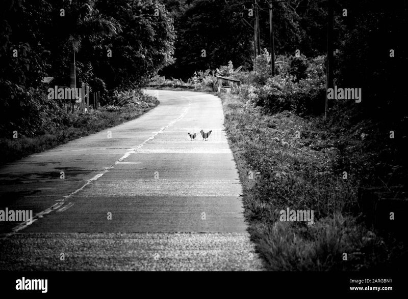 Spain - chicken road españa
